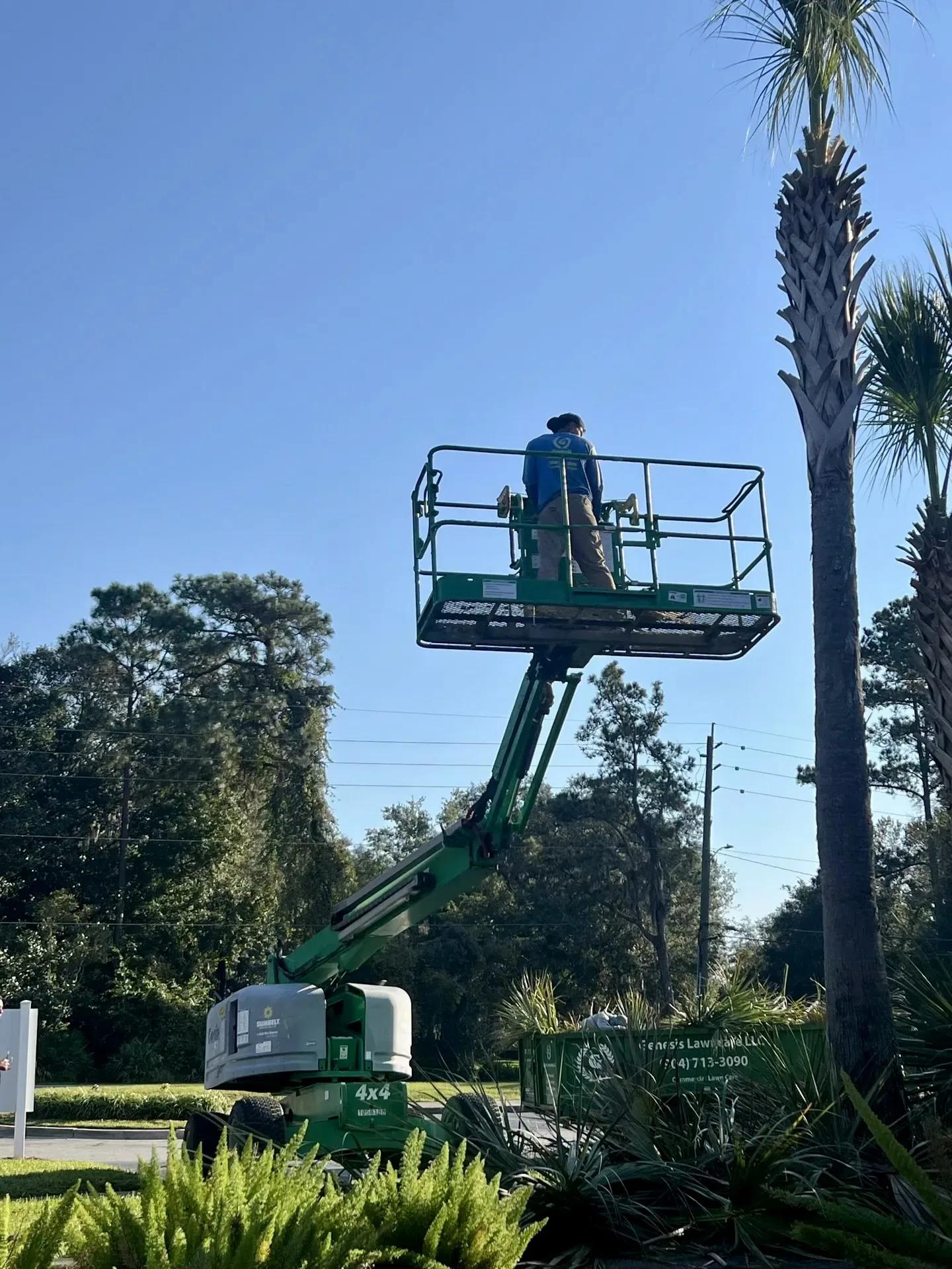 Tree Removal & Trimming